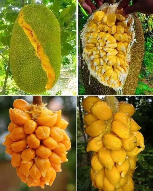 Thai All Time Jackfruit Grafting Plant (Pack Of 1)