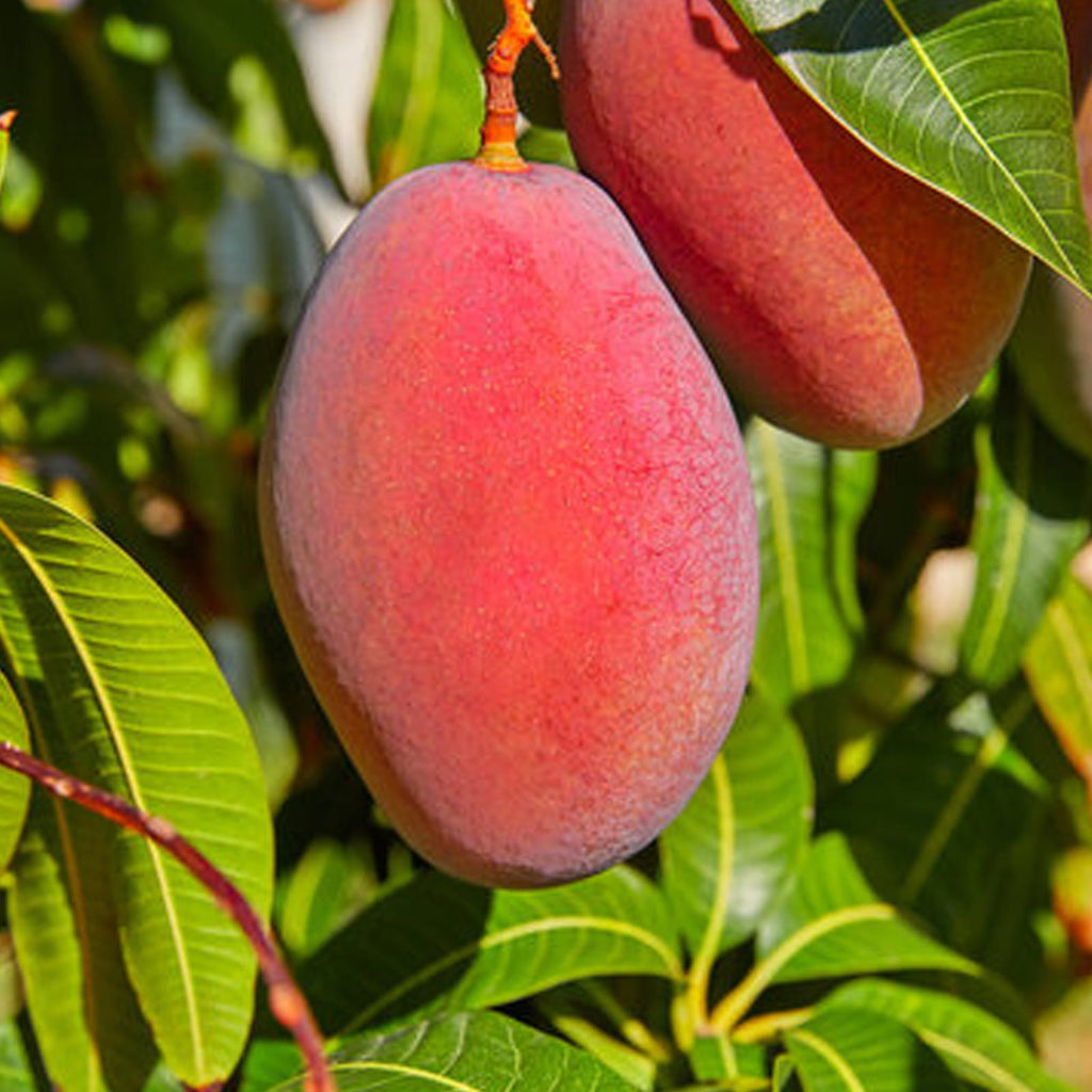 Thai American Red Palmer Mango 🥭🥭🥭 Grafting Fruit Live Plant (1.5-3 Feet Height Pack Of 1)