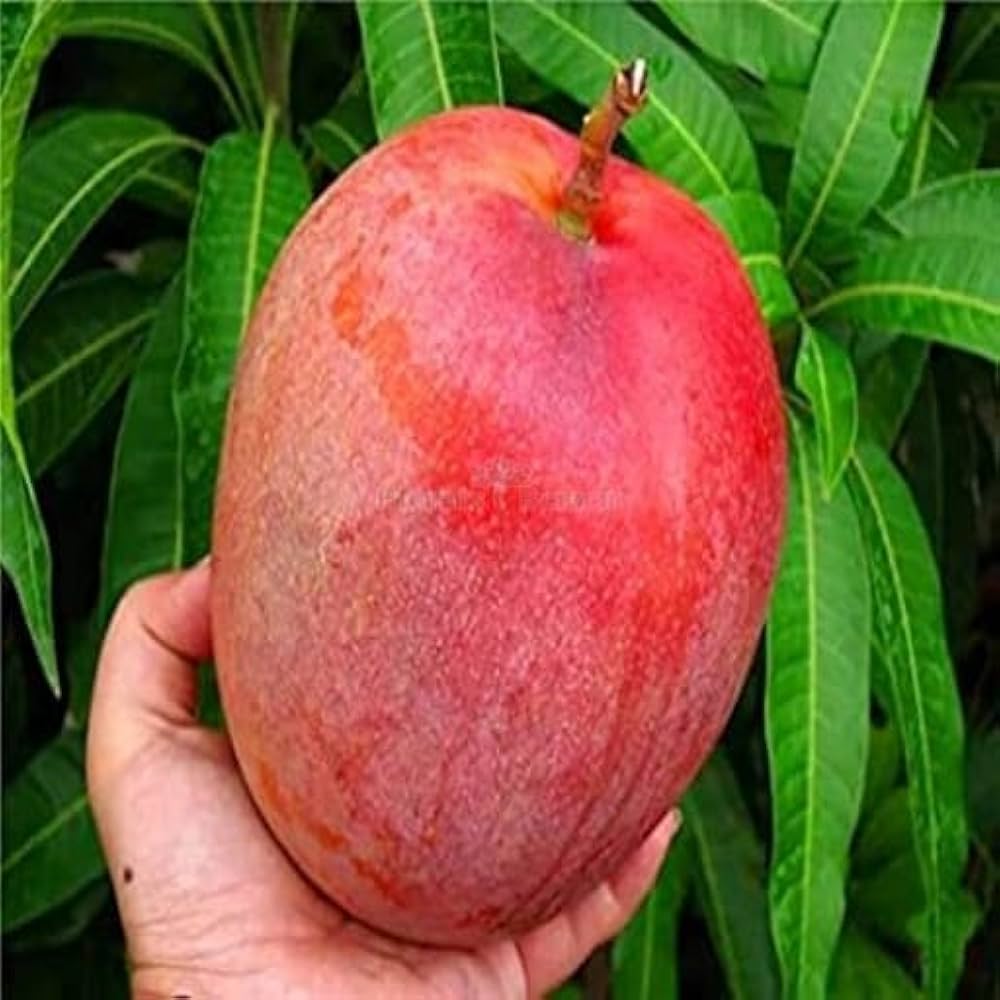 Thai American Red Palmer Mango 🥭🥭🥭 Grafting Fruit Live Plant (1.5-3 Feet Height Pack Of 1)