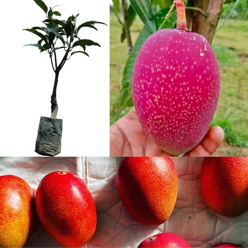 Thai American Red Palmer Mango 🥭🥭🥭 Grafting Fruit Live Plant (1.5-3 Feet Height Pack Of 1)