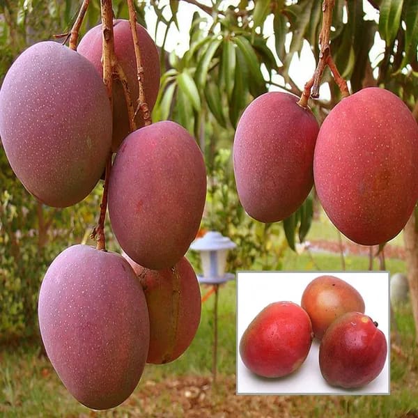Thai American Red Palmer Mango 🥭🥭🥭 Grafting Fruit Live Plant (1.5-3 Feet Height Pack Of 1)