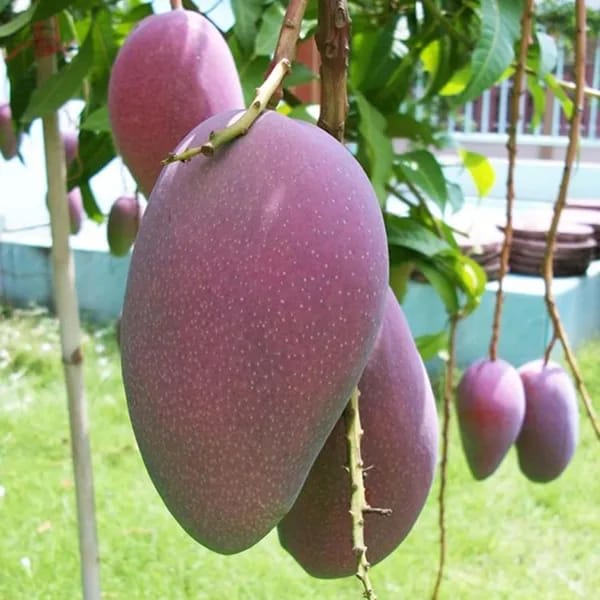 Thai BN 7 Mango🥭🥭🥭 Grafting Fruit Plant (1.5-3 Feet Height Pack Of 1)