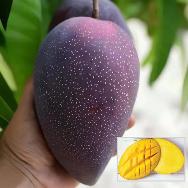 Thai BN 7 Mango🥭🥭🥭 Grafting Fruit Plant (1.5-3 Feet Height Pack Of 1)