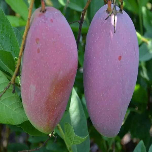 Thai BN 7 Mango🥭🥭🥭 Grafting Fruit Plant (1.5-3 Feet Height Pack Of 1)