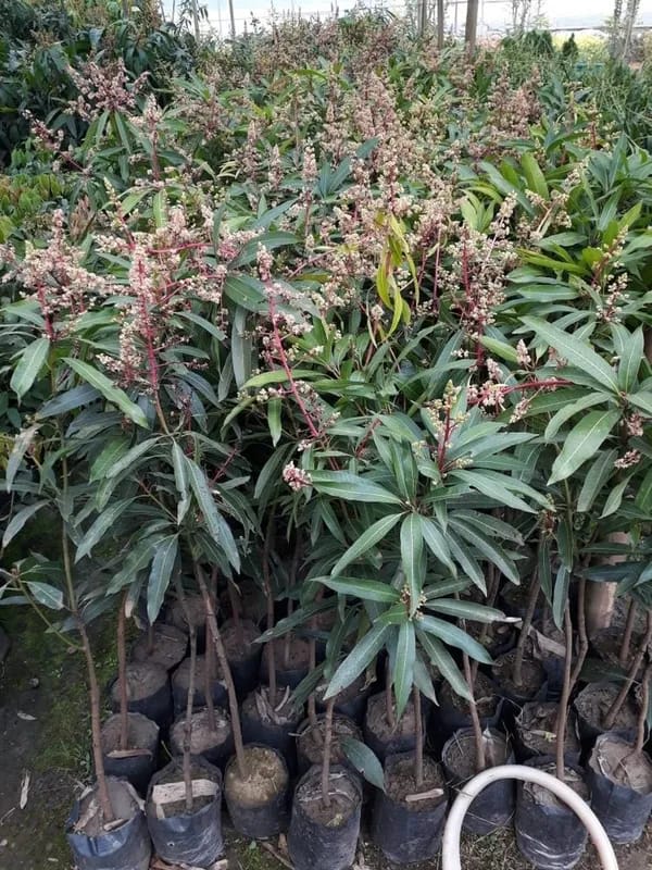 Thai BN 7 Mango🥭🥭🥭 Grafting Fruit Plant (1.5-3 Feet Height Pack Of 1)