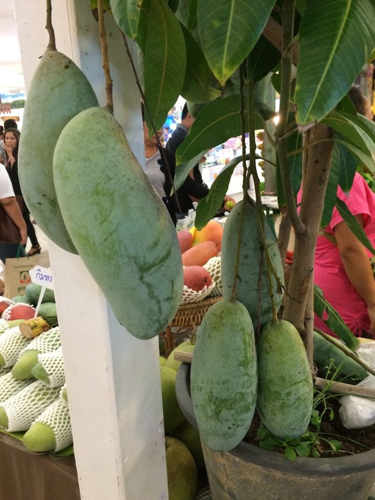 Thai Banana Mango Hybrid & Grafting Fruit Plant (Pack Of 1)