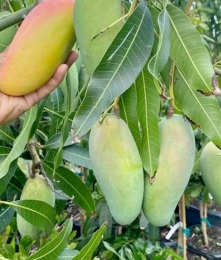 Thai Banana Mango Hybrid & Grafting Fruit Plant (Pack Of 1)