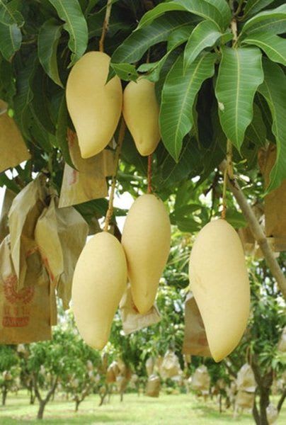 Thai Banana Mango Hybrid & Grafting Fruit Plant (Pack Of 1)