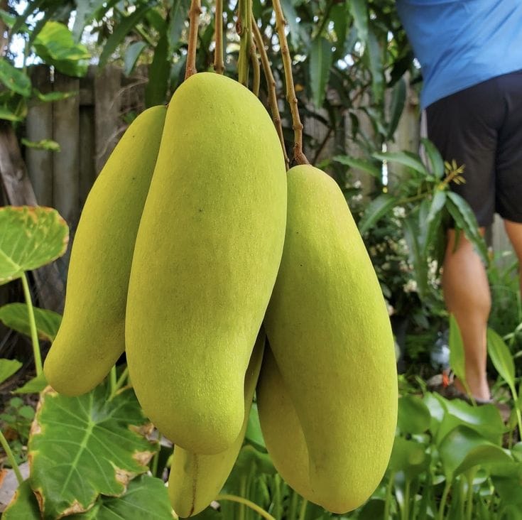 Thai Banana Mango Hybrid & Grafting Fruit Plant (Pack Of 1)