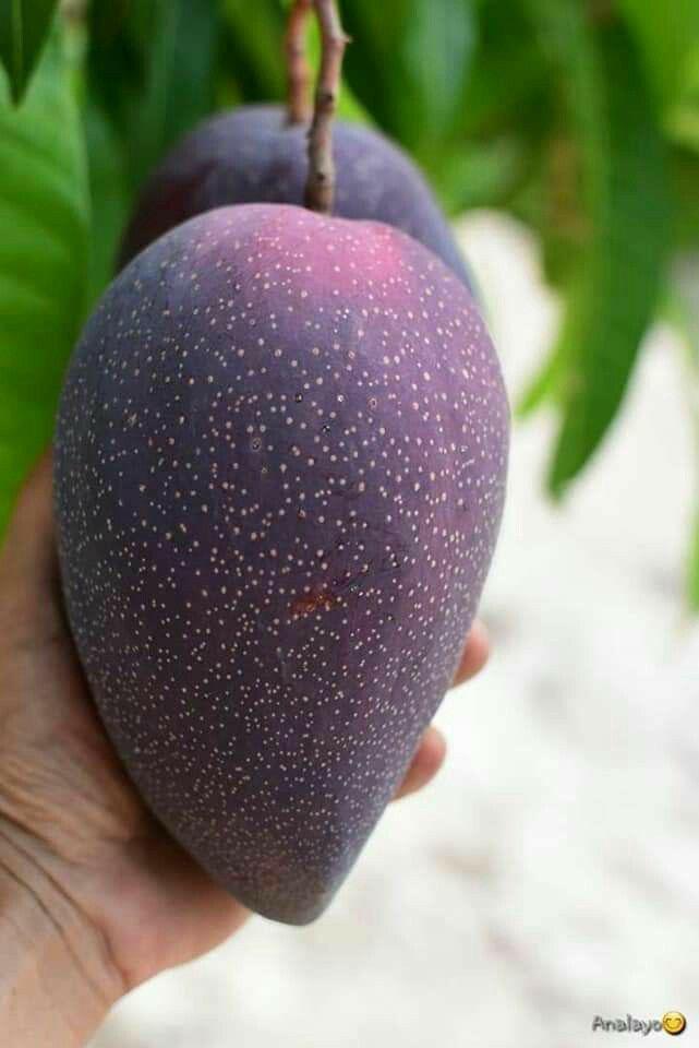 Thai Kasturi Mango 🥭🥭🥭 Grafting Fruit Live Plant (1.5-3 Feet Height Pack Of 1)