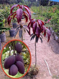 Thai Kasturi Mango 🥭🥭🥭 Grafting Fruit Live Plant (1.5-3 Feet Height Pack Of 1)