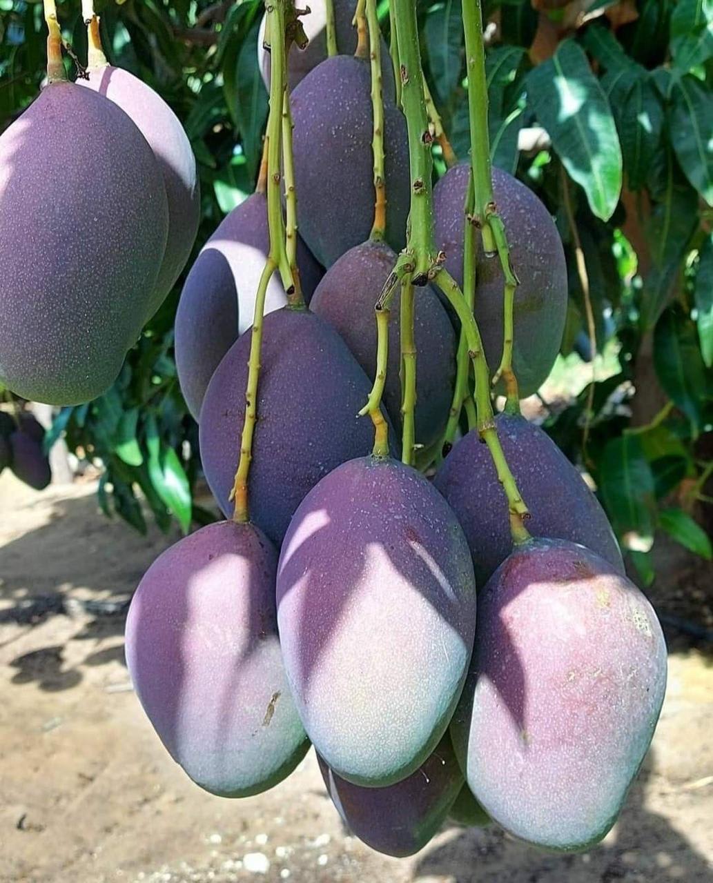 Thai Kasturi Mango 🥭🥭🥭 Grafting Fruit Live Plant (1.5-3 Feet Height Pack Of 1)