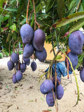 Thai Black Stone  Mango 🥭🥭🥭 Grafting Fruit Live Plant (1.5-3 Feet Height Pack Of 1)