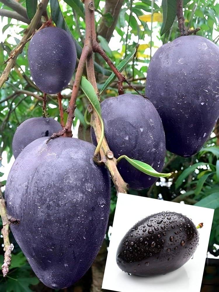 Thai Black Stone  Mango 🥭🥭🥭 Grafting Fruit Live Plant (1.5-3 Feet Height Pack Of 1)