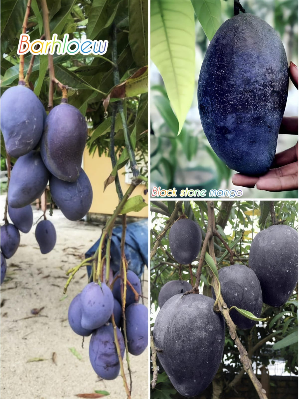 Thai Black Stone  Mango 🥭🥭🥭 Grafting Fruit Live Plant (1.5-3 Feet Height Pack Of 1)