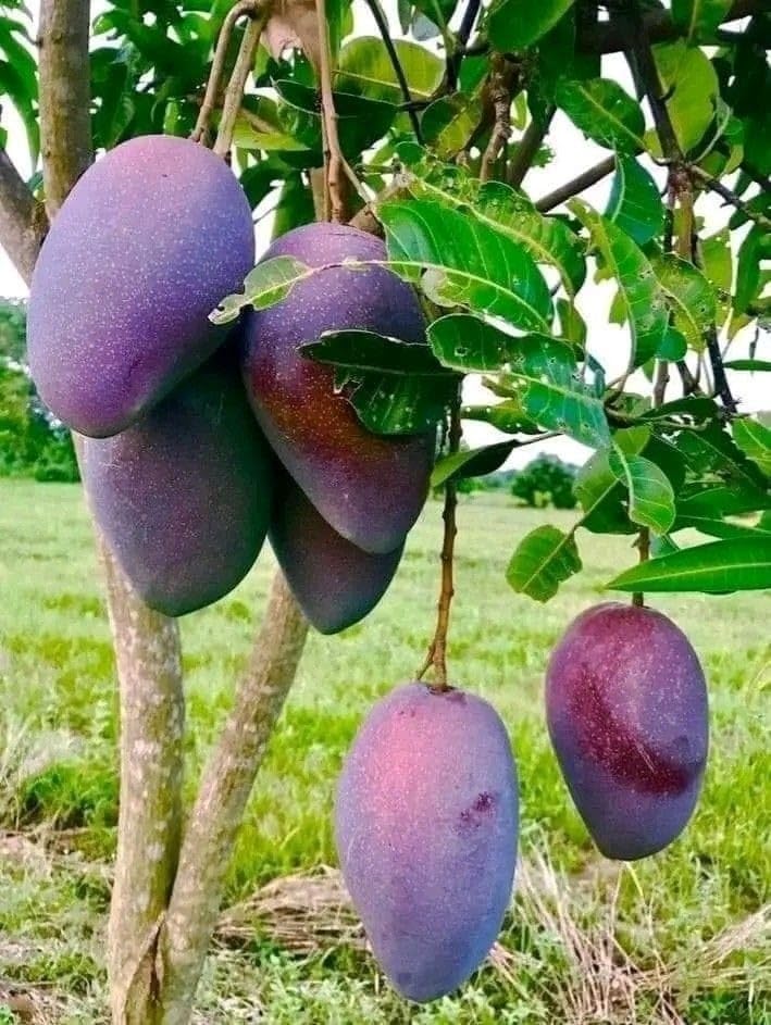 Thai Black Stone  Mango 🥭🥭🥭 Grafting Fruit Live Plant (1.5-3 Feet Height Pack Of 1)
