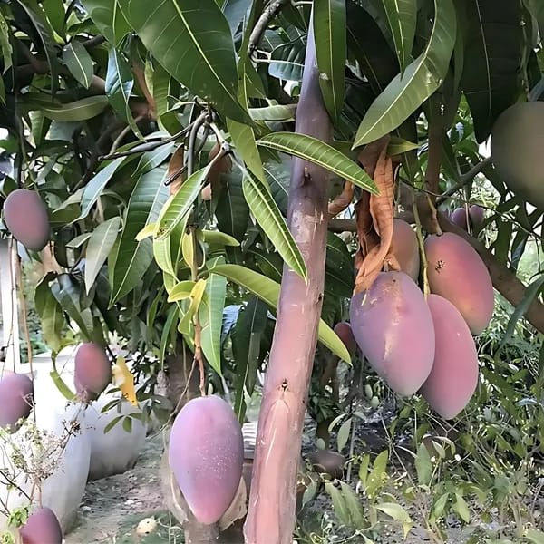 Thai Chakapath🥭🥭🥭 Mango Grafting Fruit Plant (1.5-3 Feet Height Pack Of 1)