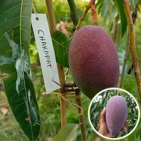 Thai Chakapath🥭🥭🥭 Mango Grafting Fruit Plant (1.5-3 Feet Height Pack Of 1)