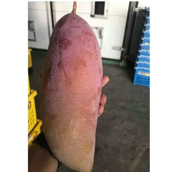 Thai Chakapath🥭🥭🥭 Mango Grafting Fruit Plant (1.5-3 Feet Height Pack Of 1)