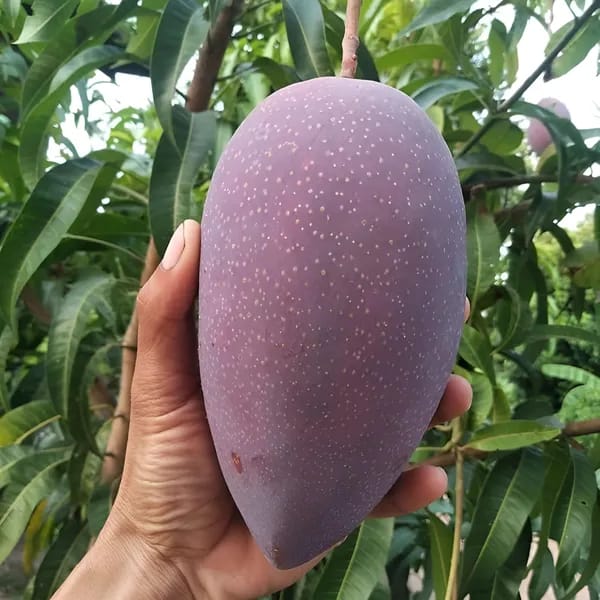 Thai Chakapath🥭🥭🥭 Mango Grafting Fruit Plant (1.5-3 Feet Height Pack Of 1)