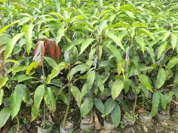 Thai Chiang-Mai🥭🥭🥭 Mango Grafting Fruit Plant (1.5-3 Feet Height Pack Of 1)