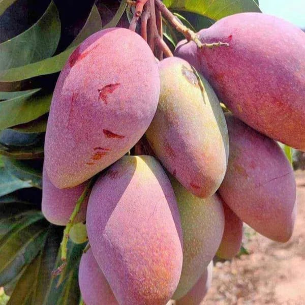 Thai Chiang-Mai🥭🥭🥭 Mango Grafting Fruit Plant (1.5-3 Feet Height Pack Of 1)