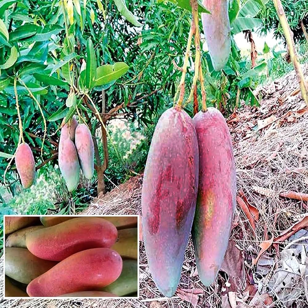 Thai Chiang-Mai🥭🥭🥭 Mango Grafting Fruit Plant (1.5-3 Feet Height Pack Of 1)