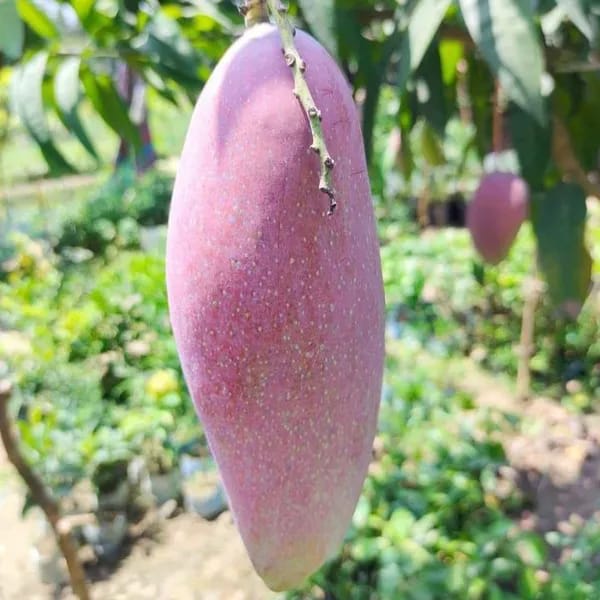 Thai Chiang-Mai🥭🥭🥭 Mango Grafting Fruit Plant (1.5-3 Feet Height Pack Of 1)