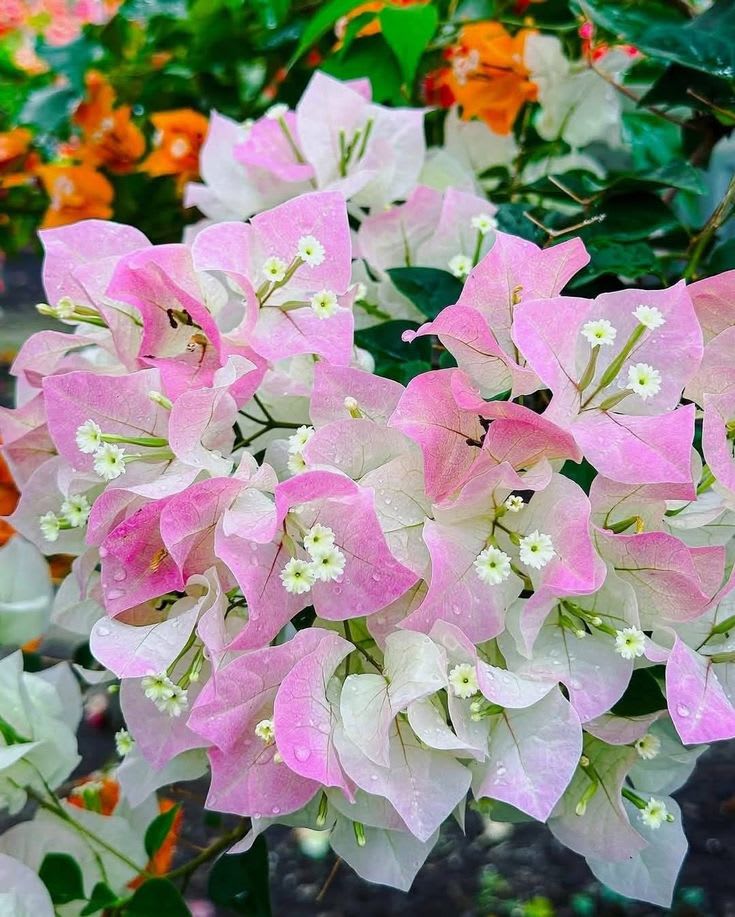 Thai Delight Bougainvillea Plant  (Pack Of 1)