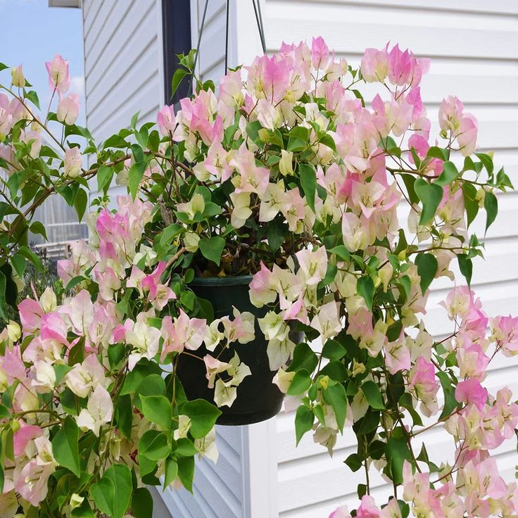 Thai Delight Bougainvillea Plant  (Pack Of 1)