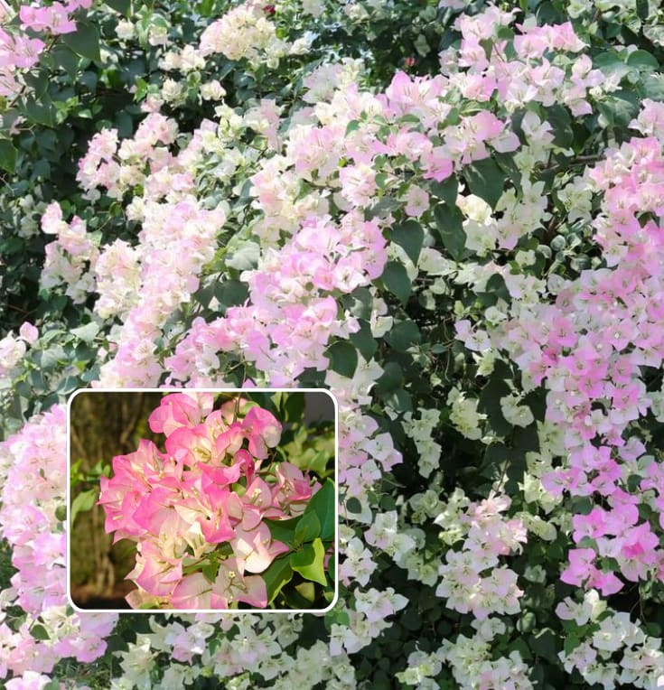 Thai Delight Bougainvillea Plant  (Pack Of 1)