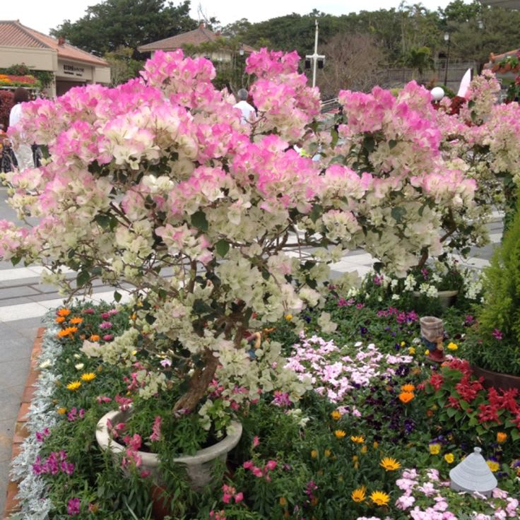 Thai Delight Bougainvillea Plant  (Pack Of 1)