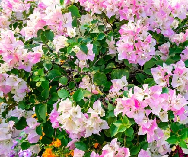 Thai Delight Bougainvillea Plant  (Pack Of 1)