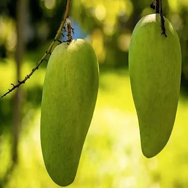 Thai Nurjahan Mango 🥭🥭🥭 Grafting Fruit Live Plant (1.5-3 Feet Height Pack Of 1)