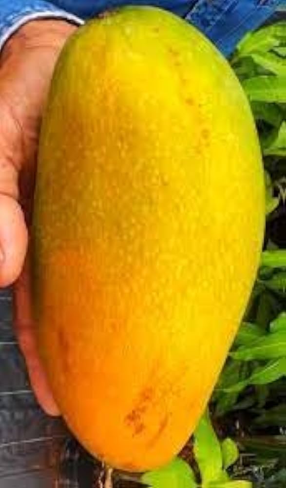 Thai Nurjahan Mango 🥭🥭🥭 Grafting Fruit Live Plant (1.5-3 Feet Height Pack Of 1)