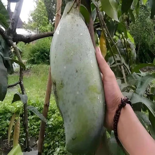 Thai Nurjahan Mango 🥭🥭🥭 Grafting Fruit Live Plant (1.5-3 Feet Height Pack Of 1)