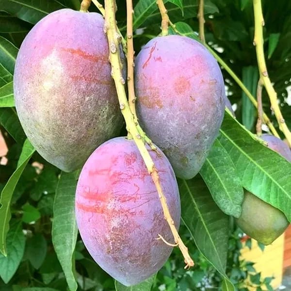 Thai Pusa Arunika🥭🥭🥭 Mango Grafting Fruit Plant (1.5-3 Feet Height Pack Of 1)
