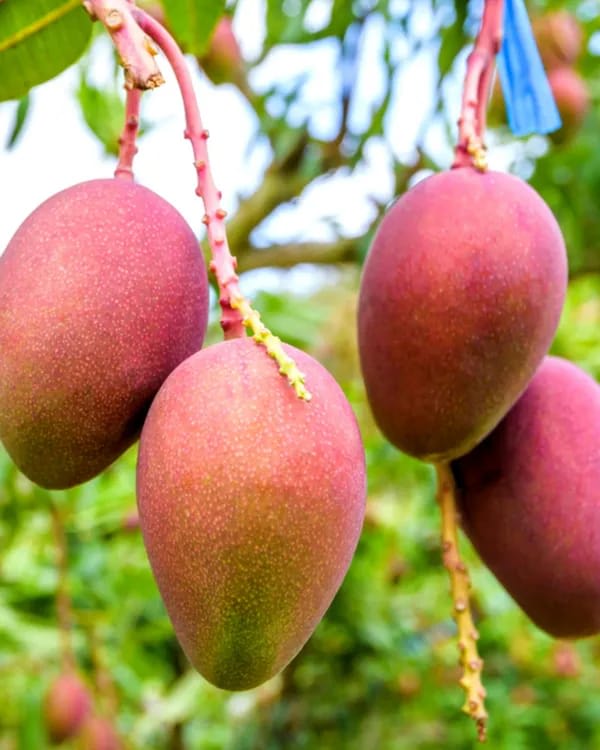 Thai Pusa Arunika🥭🥭🥭 Mango Grafting Fruit Plant (1.5-3 Feet Height Pack Of 1)