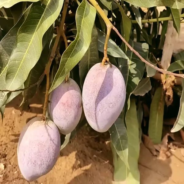 Thai Pusa Arunika🥭🥭🥭 Mango Grafting Fruit Plant (1.5-3 Feet Height Pack Of 1)