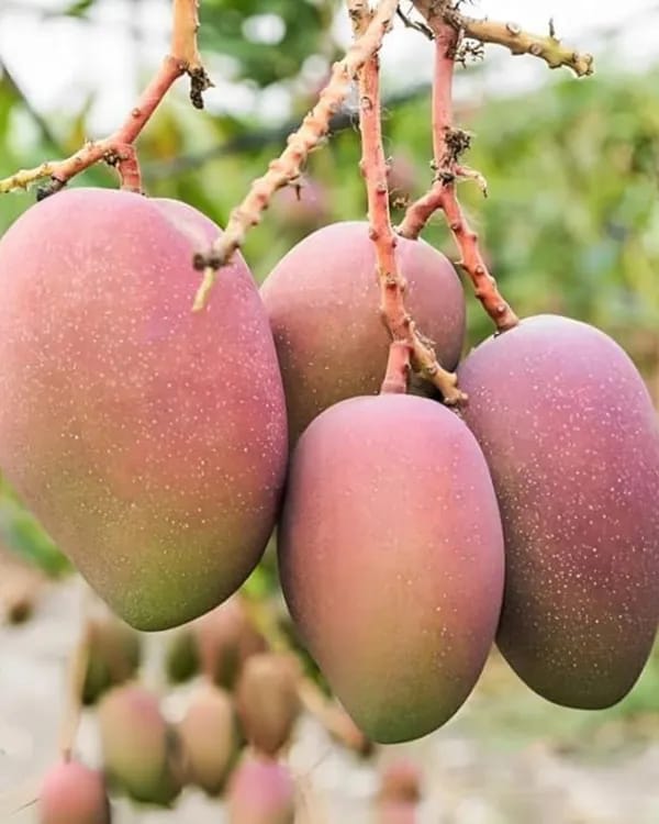 Thai Pusa Arunika🥭🥭🥭 Mango Grafting Fruit Plant (1.5-3 Feet Height Pack Of 1)