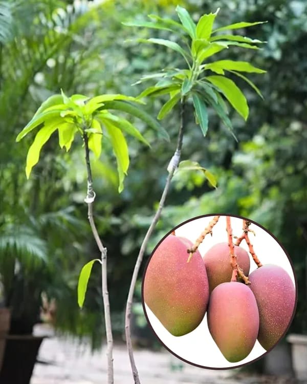 Thai Pusa Arunika🥭🥭🥭 Mango Grafting Fruit Plant (1.5-3 Feet Height Pack Of 1)