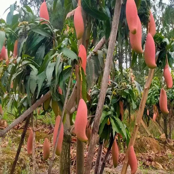 Thai Red Lvory Mango🥭🥭🥭 Grafting Fruit Plant (1.5-3 Feet Height Pack Of 1)