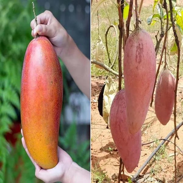 Thai Red Lvory Mango🥭🥭🥭 Grafting Fruit Plant (1.5-3 Feet Height Pack Of 1)