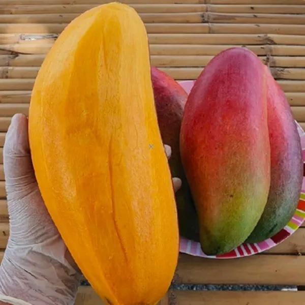 Thai Red Lvory Mango🥭🥭🥭 Grafting Fruit Plant (1.5-3 Feet Height Pack Of 1)