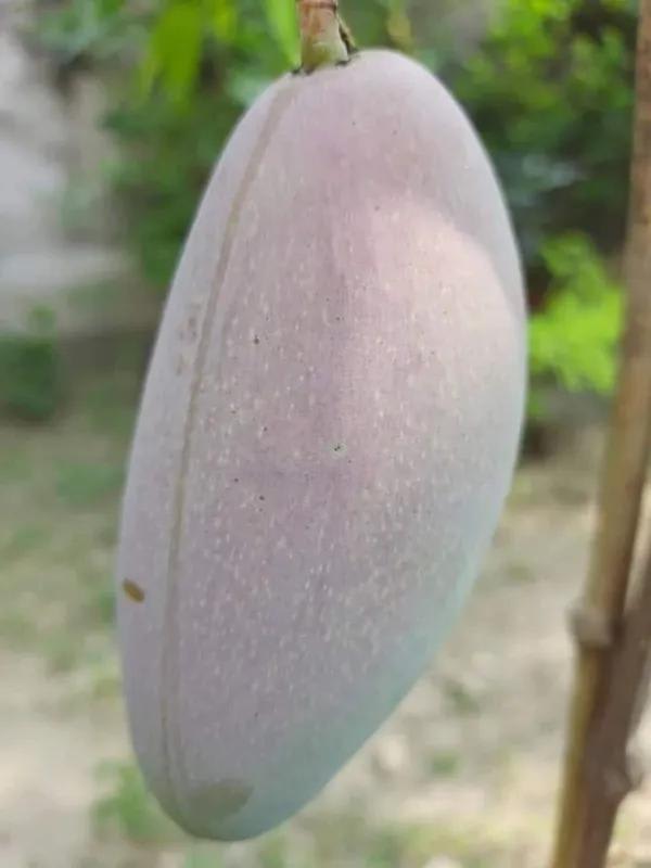 Thai Red Lvory Mango🥭🥭🥭 Grafting Fruit Plant (1.5-3 Feet Height Pack Of 1)