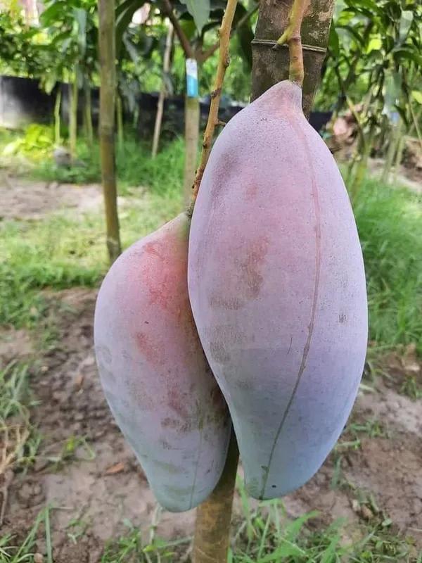 Thai Red Lvory Mango🥭🥭🥭 Grafting Fruit Plant (1.5-3 Feet Height Pack Of 1)