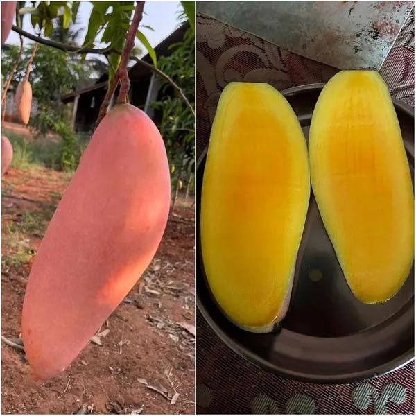 Thai Red Lvory Mango🥭🥭🥭 Grafting Fruit Plant (1.5-3 Feet Height Pack Of 1)
