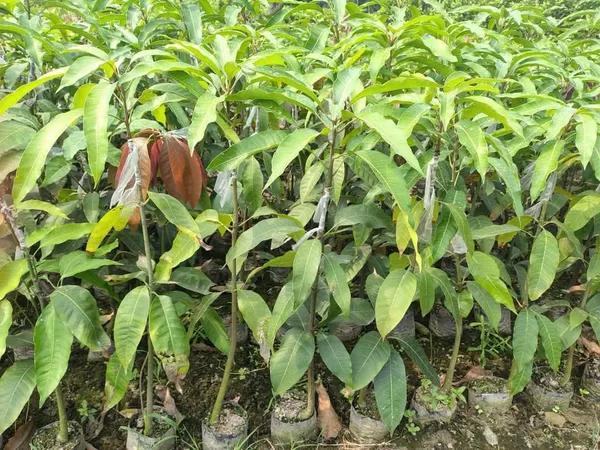 Thai Red Lvory Mango🥭🥭🥭 Grafting Fruit Plant (1.5-3 Feet Height Pack Of 1)