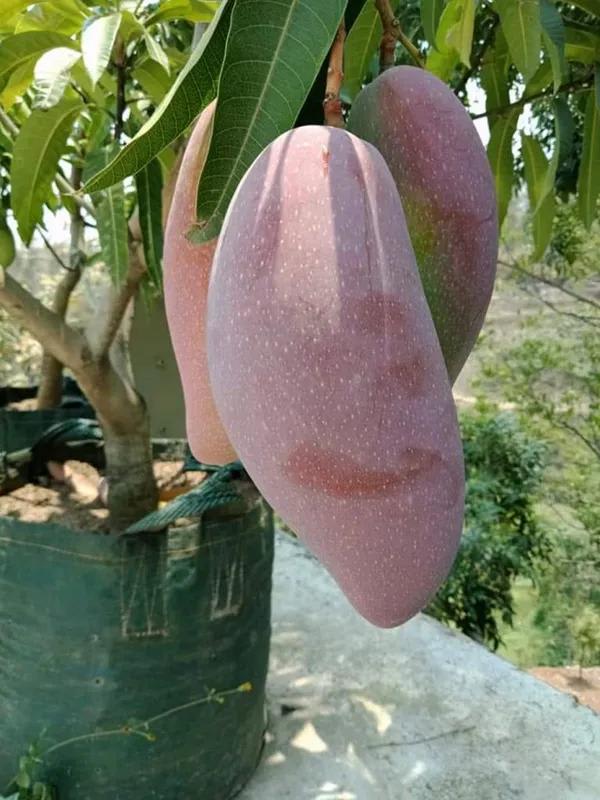 Thai Red Lvory Mango🥭🥭🥭 Grafting Fruit Plant (1.5-3 Feet Height Pack Of 1)