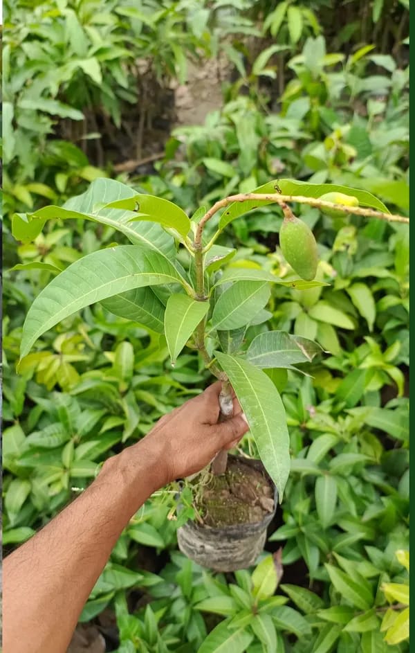 Thai Vistara🥭🥭🥭 Mango Grafting Fruit Plant (1.5-3 Feet Height Pack Of 1)
